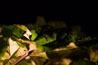 Night leafs