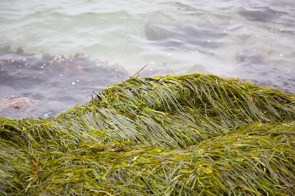 Seaweed