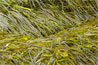 Seaweed