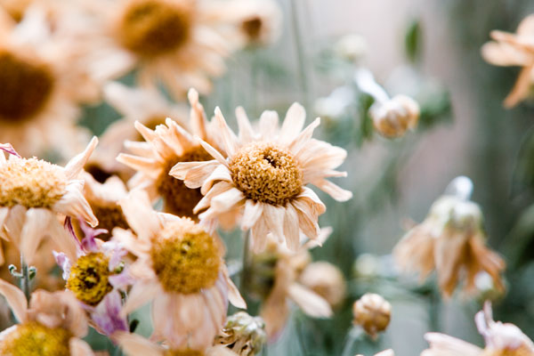 Fading summer flower