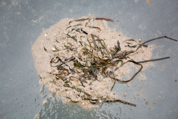 Seaweed on land