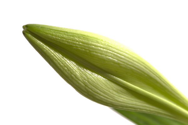 Life of a lily - part 1