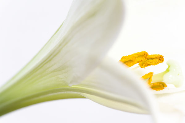 Life of a lily - part 2