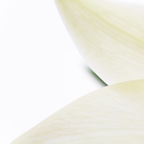 Life of a lily - part 3