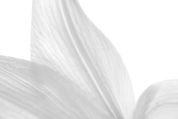 Life of a lily - part 5