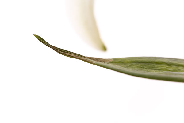 Life of a lily - part 6