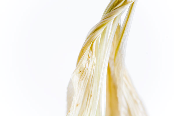 Life of a lily - part 7