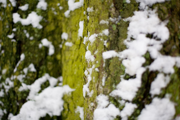 Snow on moss