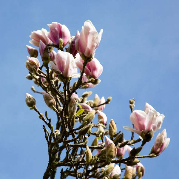 Magnolia