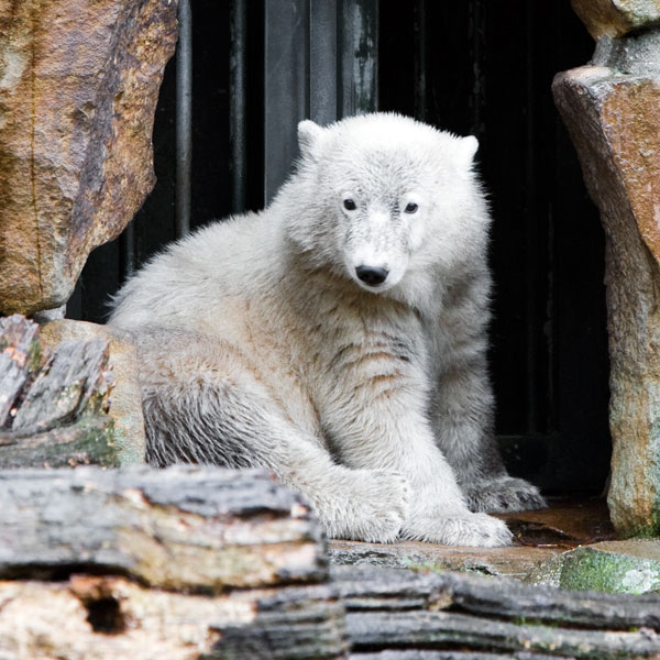 Knut - the polar bear