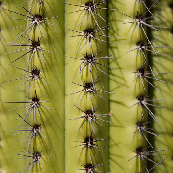 Spines