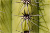 Spines