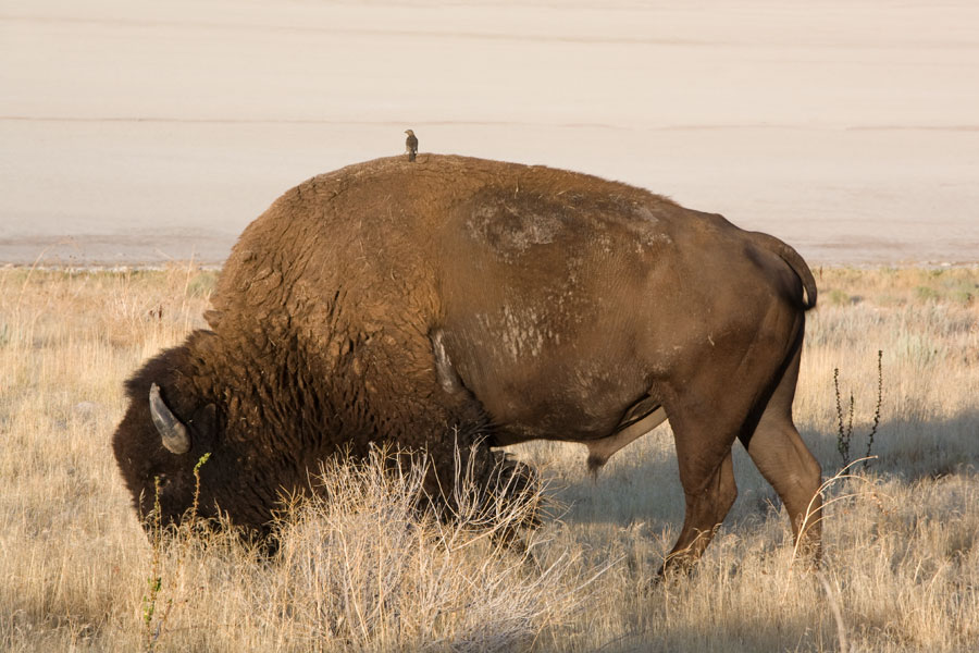 Antelope Island - Bison