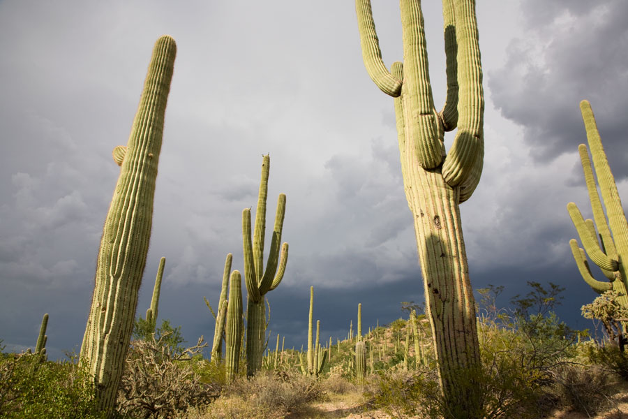 Saguaro National Park, Tucson, Arizona