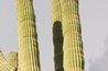Saguaro National Park, Tucson, Arizona