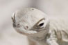 Lizard, White Sands, New Mexico