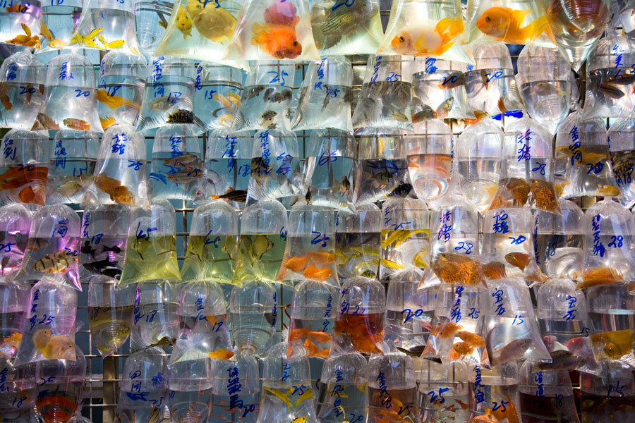 Goldfish market