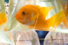 Goldfish market