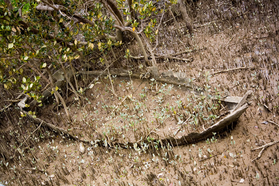 Mangrove boardwalk