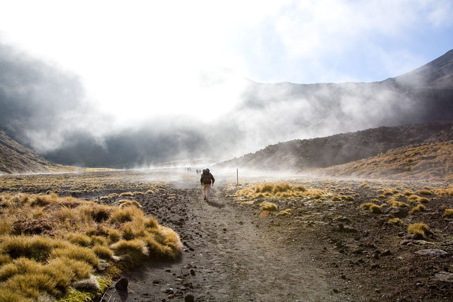 Gorillas in the mist