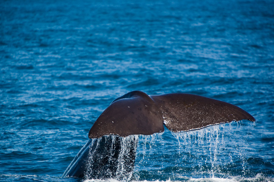 Sperm whale, Kaikoura