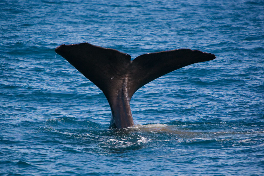 Sperm whale, Kaikoura