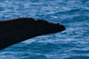 Sperm whale, Kaikoura