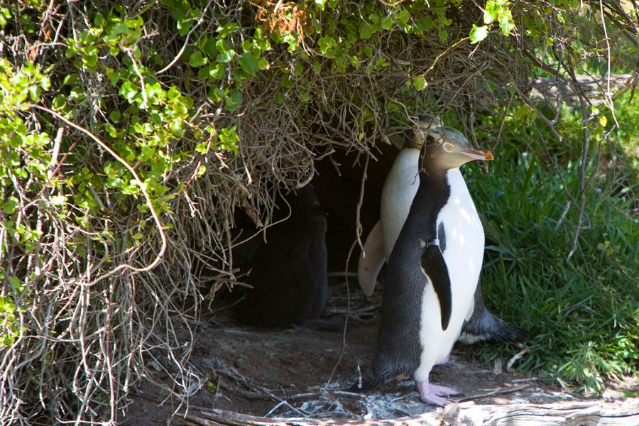 Yellow eyed penguin