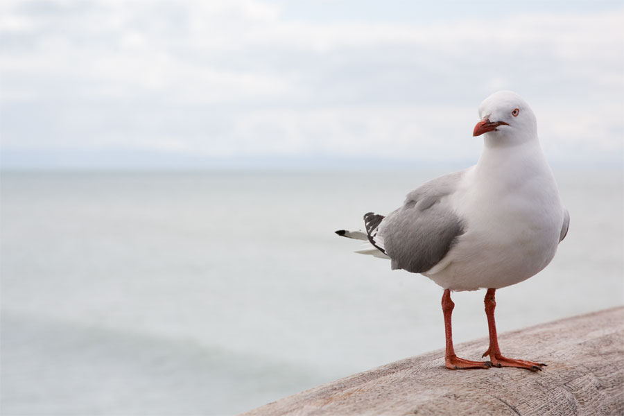 Seagull