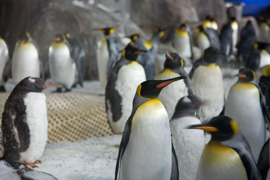 King penguins, Kelly Tarlton's antarctic encounter