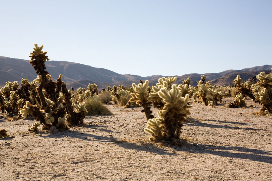 Joshua Tree cactus garden