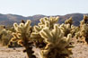 Joshua Tree cactus garden