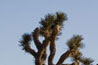 A Joshua tree