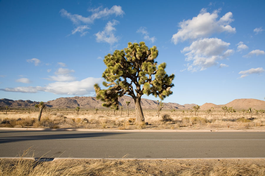 Big Joshua tree