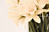Daffodils