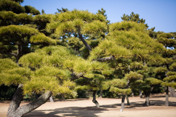 January 2006 Trees, Imperial Palace