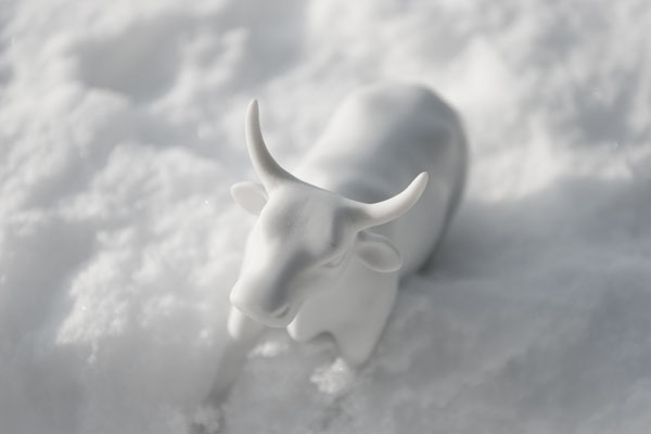 Cow in the snow