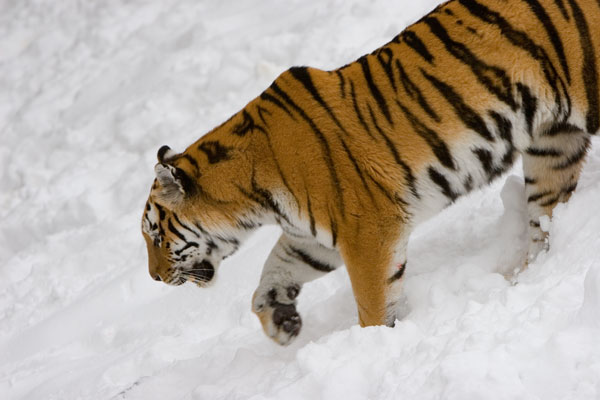 Tiger in the snow