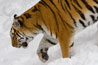 Tiger in the snow