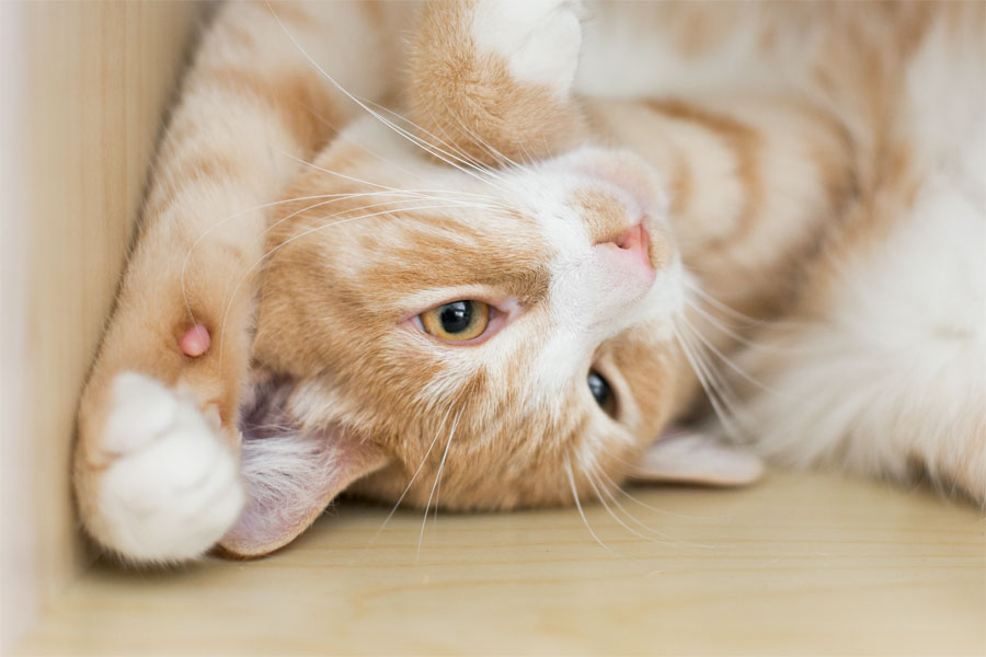 Catsitting part 1 - Upside down