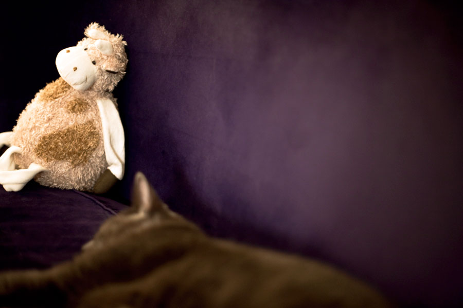 Catsitting part 2 - New friend