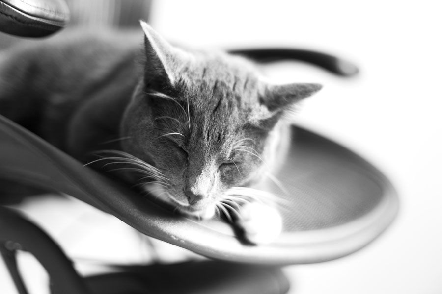 Catsitting part 3 - A hard day at the office