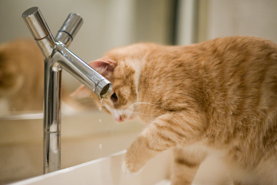 Catsitting part 4 - The shower