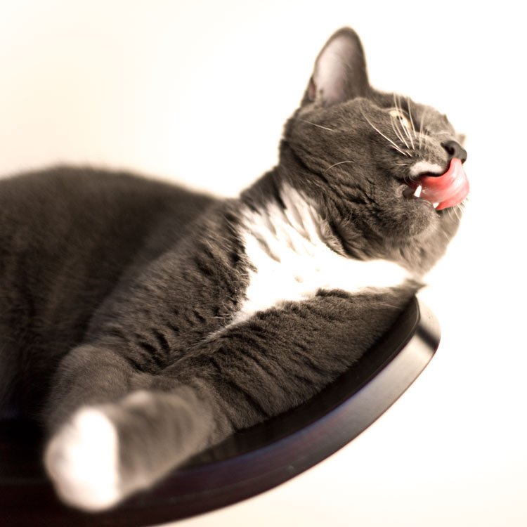 Catsitting part 5 - Tiger