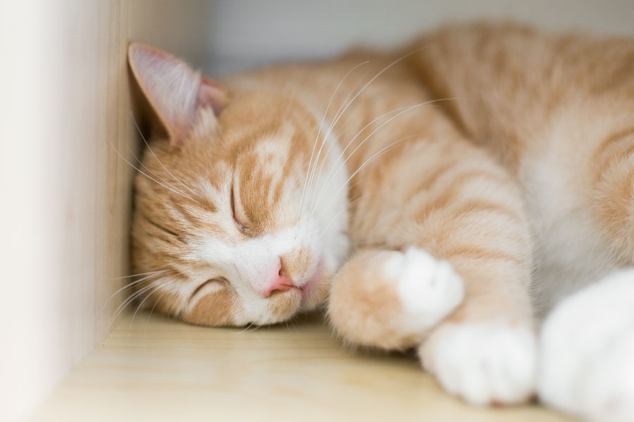 Catsitting the end - Lazy afternoon