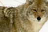 Coyote