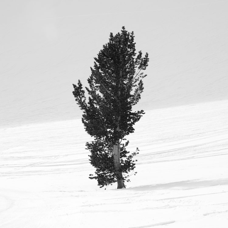 Lonesome tree