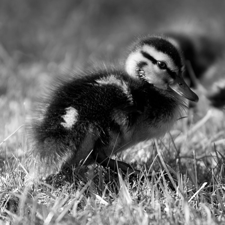 Duckling