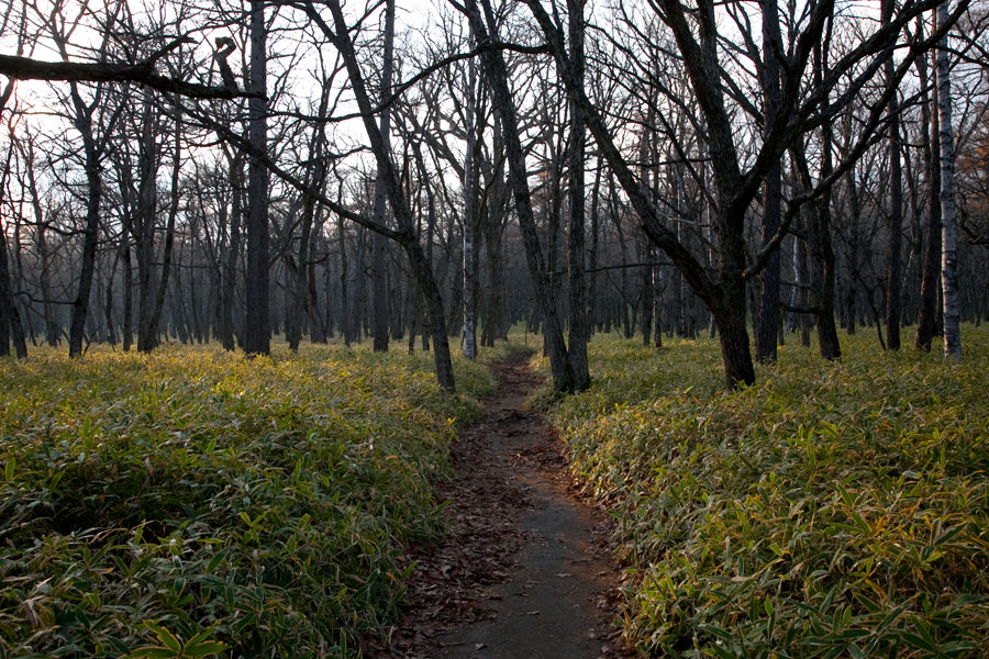 Nikko, Japan - Follow the path