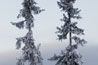 Trees in Trysil (Norway)